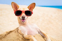 Na obrazku można zobaczyć psa, który leży na plaży.
