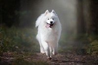 Na tym obrazku widać białego dużego psa w lesie, który biegnie w naszą stronę.